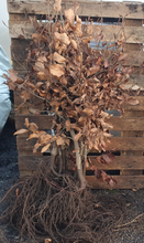 Load image into Gallery viewer, Copper Beech 60/90cm (price is for 10 plants)