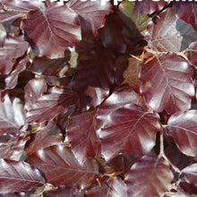 Load image into Gallery viewer, Copper Beech 50/60cm (price is for 10 plants)