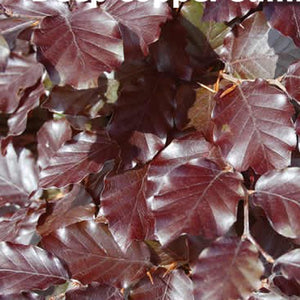 Copper Beech 50/60cm (price is for 10 plants)