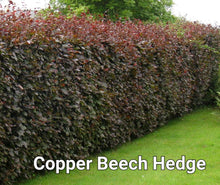 Load image into Gallery viewer, Copper Beech 50/60cm (price is for 10 plants)