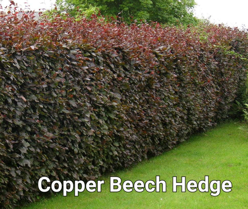 Copper Beech 50/60cm (price is for 10 plants)